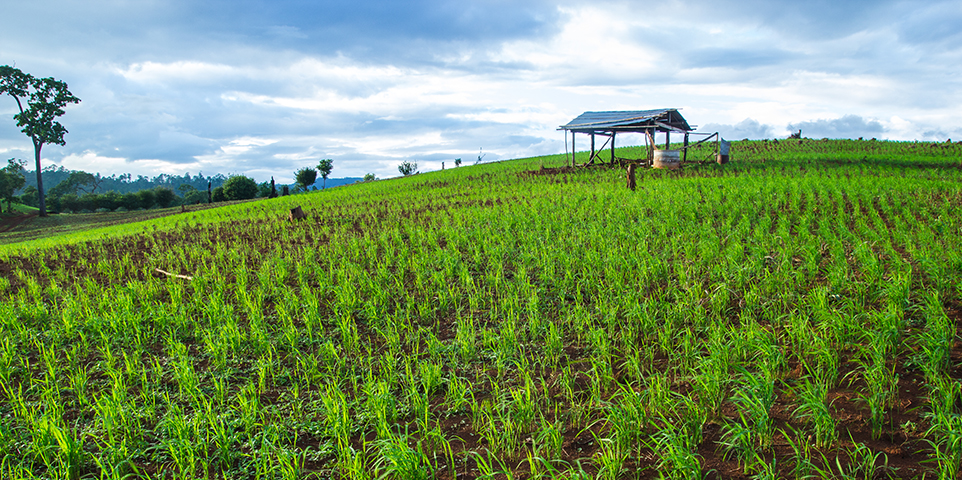 Understanding crop insurance